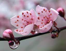 Spring Flowers Cherry Blossoms Sakura Cherry Blossom Japanese Garden Plants Japanese Sakura