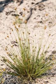 Image result for Bulbostylis hispidula