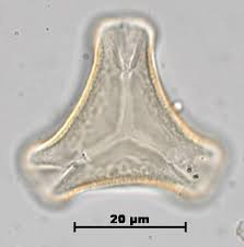 Image result for Helixanthera