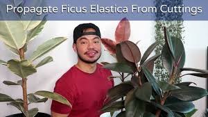 We did not find results for: How To Repot And Propagate Your Rubber Plant Ficus Elastica Houseplant Youtube