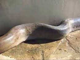Maisons du monde serpent d'éveil bébé jaune moutarde, bleu et écru. Le Plus Long Serpent Du Monde Retrouve Mort Youtube