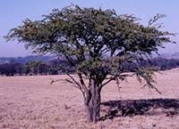 Image result for Acacia erioloba
