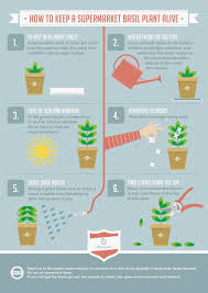Infographic About How To Take Care Of A Basil Plant Alive Basil Plant Basil Plant Indoors Caring For Basil Plant