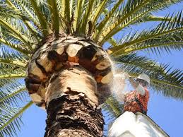Palm tree trimming costs vary depending on the type of palm in question and also the height of the palm. How To Prune A Palm Tree