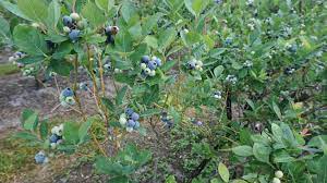 A top 2 to 3 layer of pine straw helps keep the roots cool in the hot florida sun. Blueberry Picking In Florida Florida Hikes