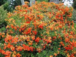 This shrub is an excellent nectar source for butterflies. Im Kinda Into Orange It Seems Plants Flower Garden Plants Colorful Garden