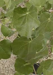 Image result for Stipularia africana