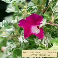 Image result for Ipomoea nil