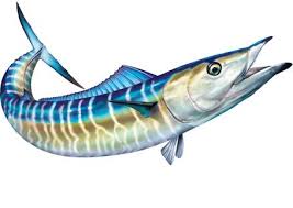 Pin On Saltwater Sport Fish Illustrations Clipart 2,000+ vectors, stock photos & psd files.
