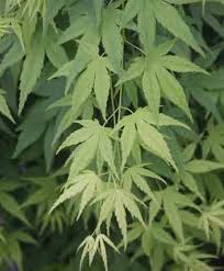Translated name is 'ornamental dragon's head.' a dwarf plant with small congested leaves clustered along irregular and twisted branches, this. Plant Catalog Whitman Farms Page 43