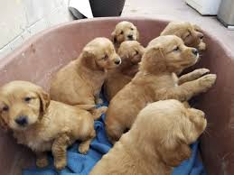 You'll need to ask any rescue centre about the dog's history to make if you buy a golden retriever puppy from a breeder, make sure your puppy will be well socialised and have all necessary health checks and vaccinations. Golden Retriever Puppies Craigslist Near Me Online Shopping