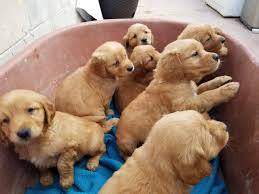 They can be an array of colors and coats. Golden Retriever Puppies Craigslist Near Me Online Shopping