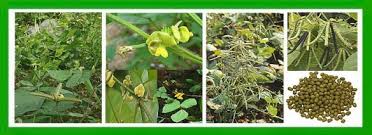 Image result for Vigna radiata