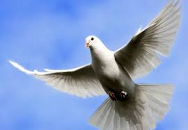 Pigeon flying - Jesus Christ, the Lord Wallpapers and Images ...