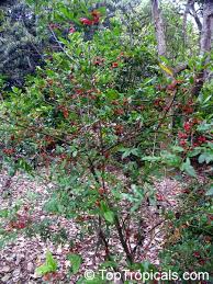 Image result for Ochna stolzii