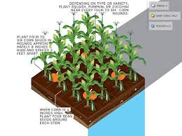 17 Best Images About 3 Sisters On Pinterest Gardens Raised Beds Garden Layout Vegetable Starting A Vegetable Garden Vegetable Garden Planning