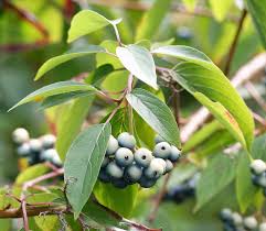 Image result for Searsia acuminatissima
