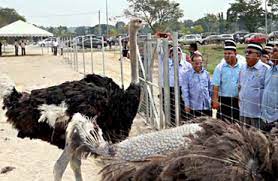 #57 farm infoternak sungai siput (u). Sungai Siput Perak