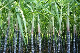 Image result for sugar cane