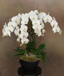 Check spelling or type a new query. Luxurious Cascading Orchids Columbia Midtown Florist