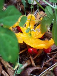 Image result for Momordica balsamina