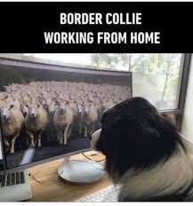 Rev Rob Lee On Twitter Funny Animal Memes Stupid Memes Animal Jokes