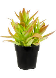 Image result for Crassula alticola