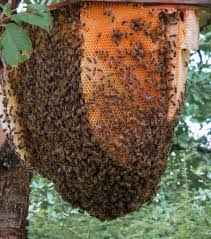 We respond to 2,000+ bee calls every year. Do Honey Bees Get Hot In The Summer Live Bee Removal