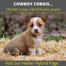 We did not find results for: Check Out Our Cowboy Corgis Blue Heeler And Catahoula Puppies