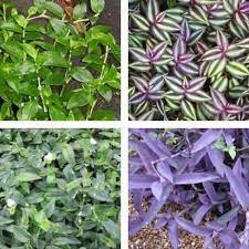 Check spelling or type a new query. Why Does Wandering Jew Make My Dog Itch Dog S Q A Vetbabble