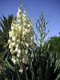 How to grow yucca plants. Removing Yucca How Do I Get Rid Of A Yucca Plant
