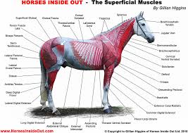 Many conditions and injuries can affect the back. The Action Of Muscles