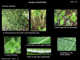 Image result for Karomia tettensis