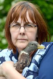 Pet ducks are stolen from Guiseley allotment