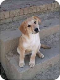 Albany Ny Golden Retriever Meet Rita A Pet For Adoption