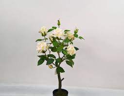 We did not find results for: China Wholesale Pastoral Style Artificial Flower Potted Plant For Festival Decoration On Global Sources Fake Flower Potted Plants Silk Potted Flower Pots Faux Flowers Pots