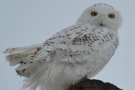 Birds Of Prey Upstate New York Snowy Owl Upstate New York 2 21 2014 With Images Snowy Owl Owl Snowy