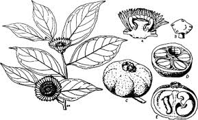 Image result for Napoleonaea gossweileri