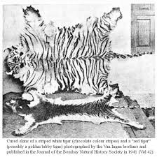 Like white tigers and black tigers, it is a colour form and not a separate subspecies. White Black Golden Tigers