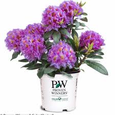 Click on the west virginia's rhododendron coloring page below to see it in its own window (close that window to return to this screen) or right click and save image to your hard drive to print from your. Dandy Man Purple Rhododendron X Proven Winners