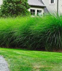 Chinaschilf Hecke Garten Bepflanzung Moderner Garten