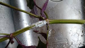 We did not find results for: White Mold On Stems Of Plants 347512 Ask Extension