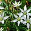Check spelling or type a new query. Search Q Star Of Bethlehem Flower Tbm Isch