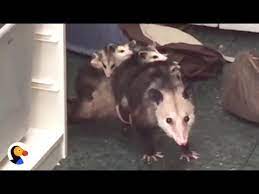 Top family friendly things to do & kid activities in possum brush, australia. Woman Shocked To Find Opossum Hiding In Closet The Dodo Youtube