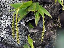 Image result for Oberonia