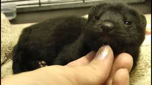 Is that a reason to rage about this article? Meet The Domesticated Mink I M Not A Coat Cute Explosion Youtube