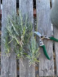 Image result for lavender cuttings
