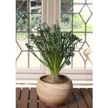 You can also mail us a check or money order if you prefer. Rare Plants Fruiting Rare Exotic Tropical House Plants For Sale Online