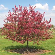 This climbing plant may produce side effects such as vomiting. Prairie Fire Crabapple Gurney S Seed Nursery Co