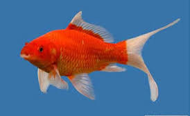 Danau malawi memiliki sekitar 800 jenis spesies. Jenis Ikan Hias Air Tawar Terlengkap Dari Semua Kategori Ikan Hias Air Tawar Laut Dan Aquarium